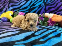Dolly, a female Poodle - Toy  for sale in High Springs, FL – Photo 4 of 4