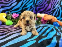 Dolly, a female Poodle - Toy  for sale in High Springs, FL – Photo 1 of 4