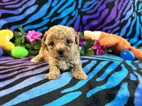 Dolly, a female Poodle - Toy  for sale in High Springs, FL – Photo 3 of 4