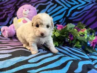 Annie, a female Maltipoo for sale in High Springs, FL – 4 of 6