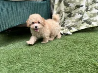 Sunny, a male Poodle - Toy  for sale in High Springs, FL – 4 of 5