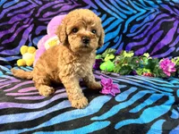 Zoe, a female Yorkipoo for sale in High Springs, FL – 4 of 4
