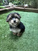 Bear, a male Morkie for sale in High Springs, FL – 2 of 5
