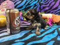 Cupcake, a female Yorkshire Terrier for sale in High Springs, FL – Photo 4 of 4