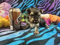 Cupcake, a female Yorkshire Terrier for sale in High Springs, FL – Photo 3 of 4