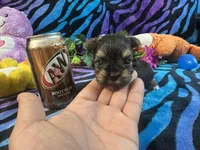 Cupcake, a female Yorkshire Terrier for sale in High Springs, FL – Photo 2 of 4