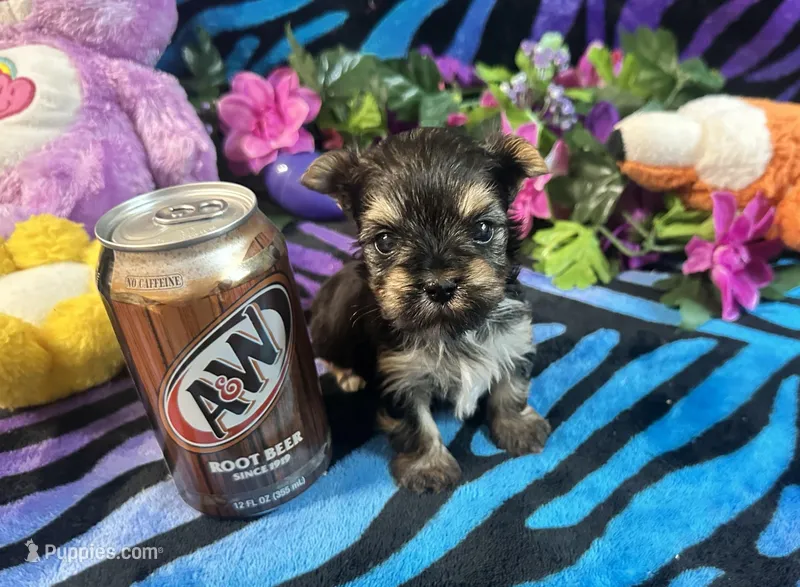 Cupcake – Yorkshire Terrier puppy for sale in High Springs, FL