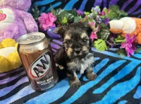 Cupcake, a female Yorkshire Terrier for sale in High Springs, FL – Photo 1 of 4