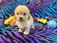 Butters, a male Poodle - Toy  for sale in High Springs, FL – Photo 3 of 6