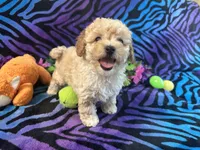 Butters, a male Poodle - Toy  for sale in High Springs, FL – Photo 5 of 6