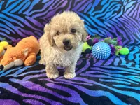 Butters, a male Poodle - Toy  for sale in High Springs, FL – Photo 1 of 6