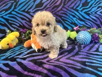 Butters, a male Poodle - Toy  for sale in High Springs, FL – Photo 2 of 6