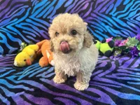 Butters, a male Poodle - Toy  for sale in High Springs, FL – Photo 4 of 6