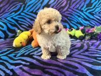Butters, a male Poodle - Toy  for sale in High Springs, FL – Photo 6 of 6