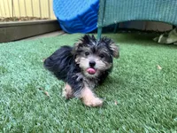Macie, a female Yorkshire Terrier for sale in High Springs, FL – 3 of 5
