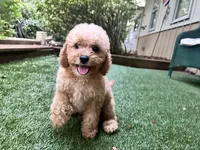 Cooper, a male Poodle - Toy  for sale in High Springs, FL – 3 of 6