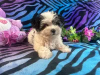 Bandit, a male Morkie for sale in High Springs, FL – 5 of 5