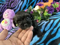 Isla, a female Yorkipoo for sale in High Springs, FL – 4 of 5
