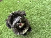 Pepper, a male Yorkipoo for sale in High Springs, FL – 5 of 6