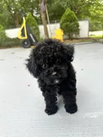 Romeo, a male Poodle - Toy  for sale in High Springs, FL – 5 of 5