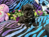 Isla, a female Yorkipoo for sale in High Springs, FL – 5 of 5