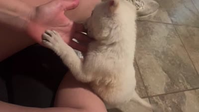Tequila, a female White Shepherd for sale in San Antonio, TX – 2 of 2