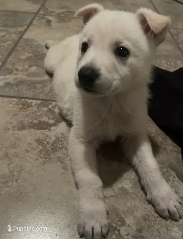 Tequila – White Shepherd puppy for sale in San Antonio, TX