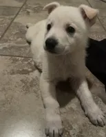 Tequila, a female White Shepherd for sale in San Antonio, TX – 1 of 2