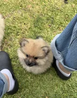 Shadow , a male Pomeranian for sale in Covina, CA – 2 of 4