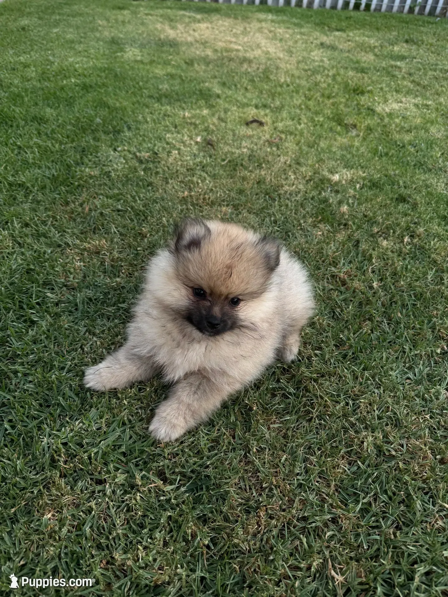Shadow , a male Pomeranian for sale in Covina, CA – 1 of 4