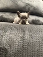 Fluffy Yellow, a female French Bulldog for sale in Mesa, AZ – 5 of 5