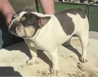 Blue tri pied, a female French Bulldog for sale in Mesa, AZ – 2 of 2