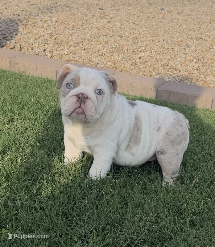 Girl3 – English Bulldog puppy for sale in Mesa, AZ