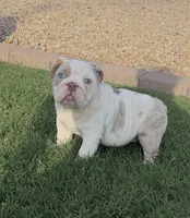 Girl3, a female English Bulldog for sale in Mesa, AZ – 1 of 7