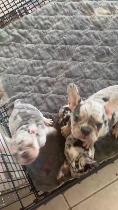 Black Merle , a male French Bulldog for sale in Mesa, AZ – 4 of 4