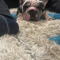 Magic, a female French Bulldog for sale in Mesa, AZ – Photo 5 of 9