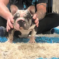 Magic, a female French Bulldog for sale in Mesa, AZ – Photo 9 of 9