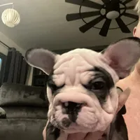 Magic, a female French Bulldog for sale in Mesa, AZ – Photo 6 of 9