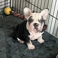 Magic, a female French Bulldog for sale in Mesa, AZ – Photo 2 of 9