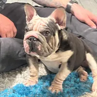 Magic, a female French Bulldog for sale in Mesa, AZ – Photo 1 of 9