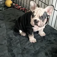 Magic, a female French Bulldog for sale in Mesa, AZ – Photo 7 of 9