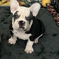 Magic, a female French Bulldog for sale in Mesa, AZ – Photo 4 of 9