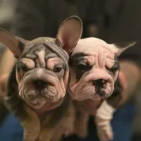 Magic, a female French Bulldog for sale in Mesa, AZ – Photo 3 of 9