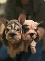 processed/bf54a11e-9fb3-4e4e-b484-c3757ca3fda5/listing/04a0fa6a-9c1e-43a8-9989-de9c374985dd/a29d9d6d-6588-4741-a180-9cbf6f5aa9eb