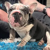 Magic, a female French Bulldog for sale in Mesa, AZ – Photo 8 of 9