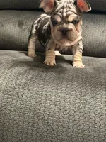 Velvet French Bulldog, a male French Bulldog for sale in Mesa, AZ – 5 of 7