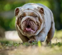 Girl3, a female English Bulldog for sale in Mesa, AZ – 5 of 5