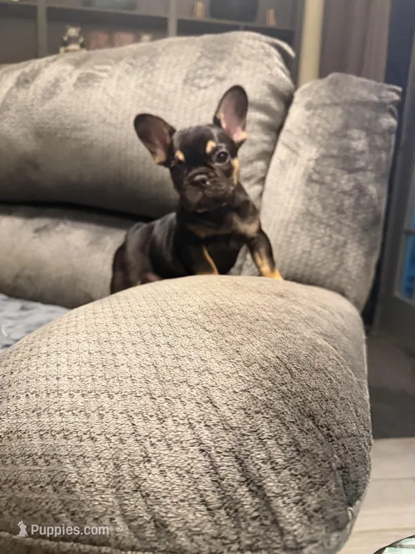 Busy Bee Beatrice – French Bulldog puppy for sale in Mesa, AZ