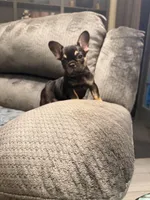 Busy Bee Beatrice, a female French Bulldog for sale in Mesa, AZ – Photo 1 of 6