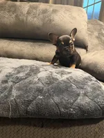 Busy Bee Beatrice, a female French Bulldog for sale in Mesa, AZ – Photo 4 of 6